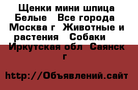 Щенки мини шпица Белые - Все города, Москва г. Животные и растения » Собаки   . Иркутская обл.,Саянск г.